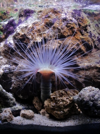 Sorpresas increíbles 